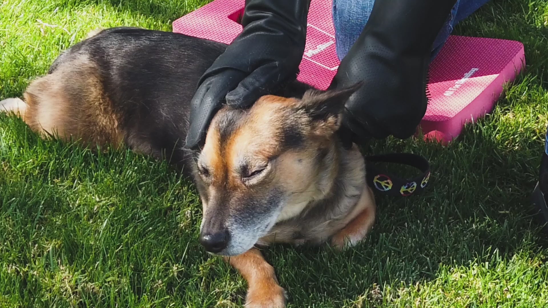 Pet Hair Clean | Pet Care Kit