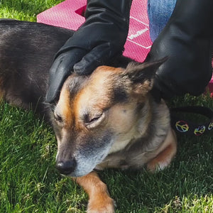 Pet Hair Clean | Pet Care Kit